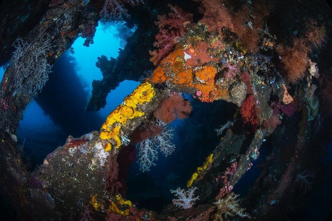 5 Fun Dives in Tulamben (for certified divers) - Discover famous diving sites - Review Highlights and Authentic Insights