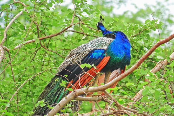 All Inclusive Overnight Tented Camping in Yala From Colombo - The Sum Up: Who Will Love This Tour?
