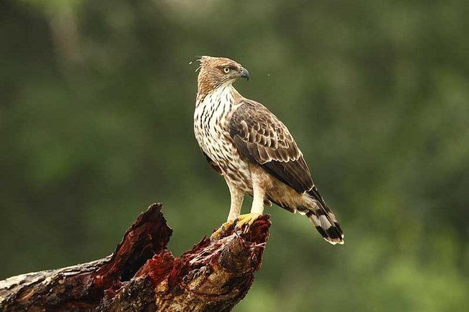 All Inclusive Private day tour to Wipattu National Park From Negombo - Price and Value for Money