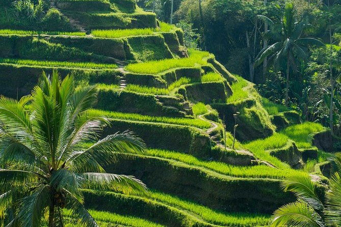 All Inclusive Ubud Tour with 15 Sitter Van - The Sum Up