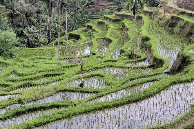 Bali Private Driver and Car for Customize Tours - Iconic and Scenic Spots: Ulun Danu Beratan, Handara Gate, and Jatiluwih