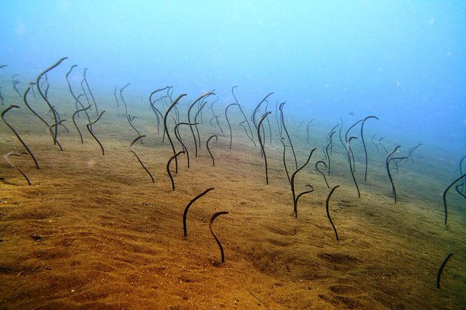 Bali Scuba Diving trip at Tulamben for Certified Diver - The Experience and Guides: Why It Matters