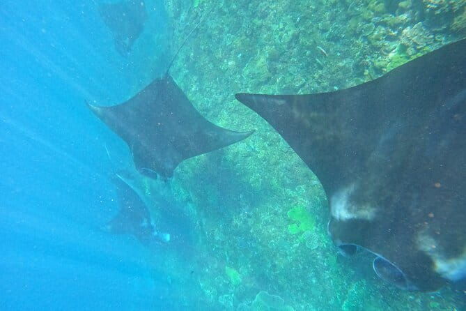 Bali Snorkling Blue Lagoon Beach with Lunch & Private Transport - Practical Tips for Booking and Enjoying the Tour