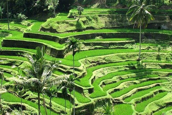 Bali: Waterfall Tour and Ubud Monkey Forest Private Day Trip - FAQ