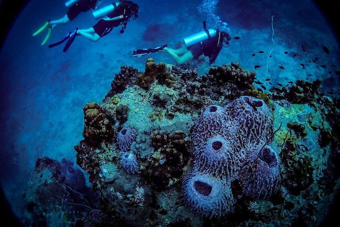 Basic Diver ( One Day Experience) - Summary: Who Is This Tour Best For?