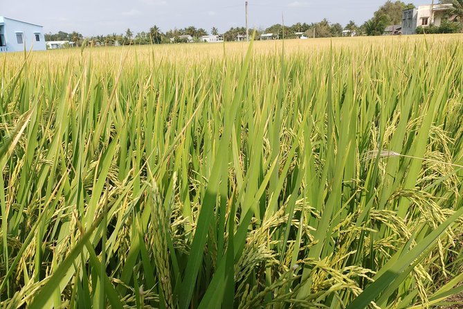 Best Private Tour Cu Chi Tunnels and Mekong Delta Full Day - The Sum Up