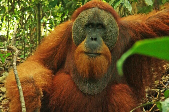 Bukit lawang tour 3days-2 night jungle trekking including rafting - Final Thoughts