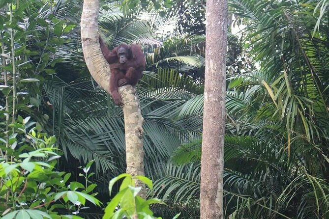 Bukit Merah Orang Utan and Penang City Private Tour - Who Is This Tour Best For?