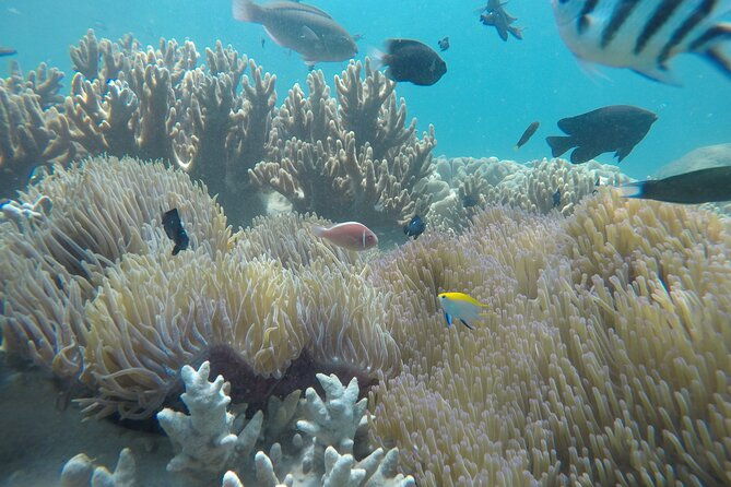 Cham Islands Snorkeling Tour by SpeedBoat from Da Nang - FAQ
