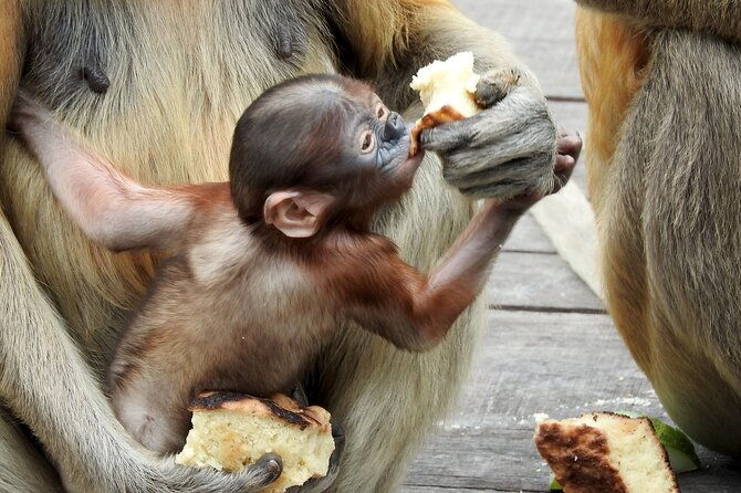 Day Trip Sepilok Orang Utan & Labuk Bay Proboscis Monkey - The Sum Up: Is This Tour Worth It?