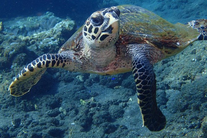 Discover Scuba Diving in Pemuteran - Diving Initiation in Bali (Menjangan Park) - Final Thoughts