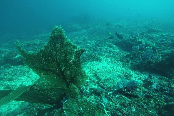 East Bali Spear Or Line Fishing Tour At Virgin Beach - Frequently Asked Questions