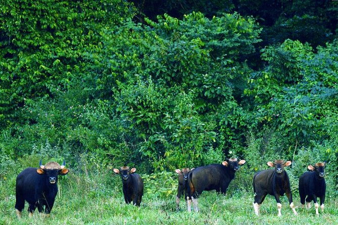 Elephant and Animal Watching in Kuiburi National Park - Join Afternoon Tour - Final Thoughts