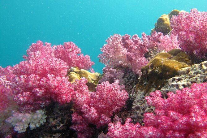 Experience the Koh Lipe Backyard including 5 Mysterious Islands - FAQs about the Koh Lipe Backyard Tour