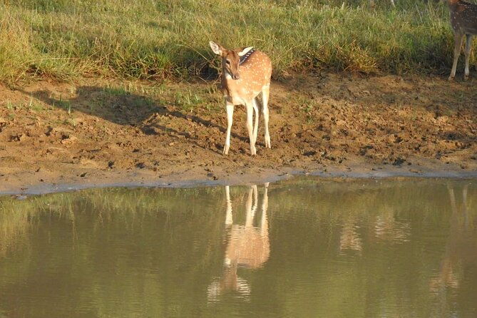 Explore Beauty Of Yala (Ruhuna) National Park From South Coast in One Day. - The Sum Up: Who Is This Tour Best For?