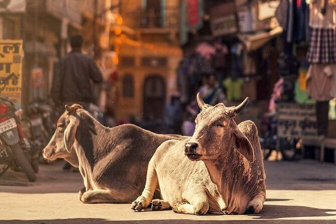 Explore Local Experience Jaipur Sightseeing Tour by Car + Guide - The Sum Up