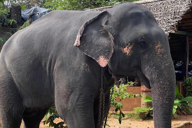 From Colombo to Sigiriya Fortress, Dambulla & Minneriya Safari - FAQ: Your Practical Questions Answered