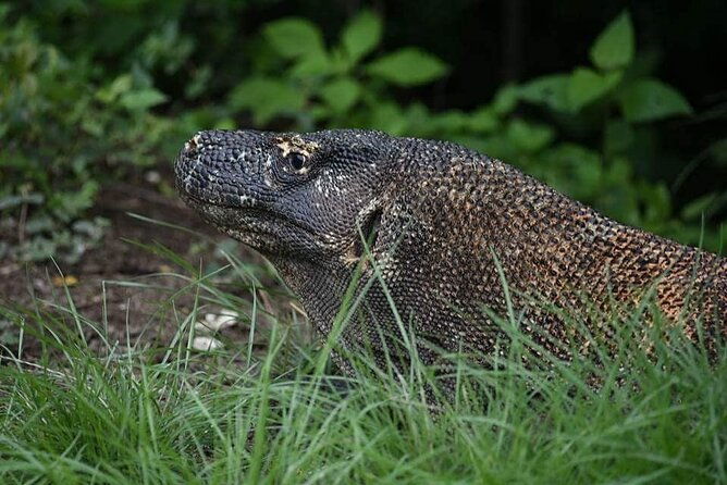 Full-Day Adventure Tour to komodo Island with join Speed Boat tur - Frequently Asked Questions