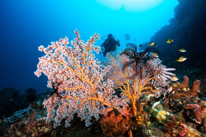 Full-Day Discover Scuba Diving Tour for Beginners in Tulamben - The Sum Up