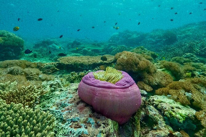 Full Day Land and Sea Tour to Nusa Penida with 4 Snorkeling Spots - FAQ