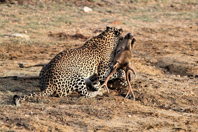 Full Day Safari Tour in Yala National Park - Practical Details & Booking Insights