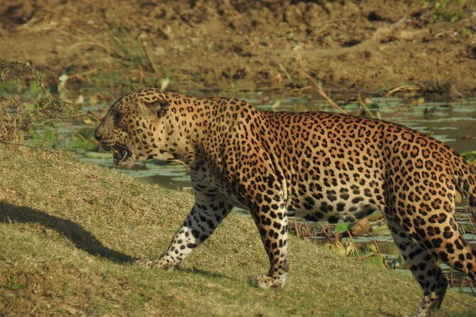 Full day Safari - Yala National Park - 04.30 am to 06.00 pm with - Janaka safari - FAQs