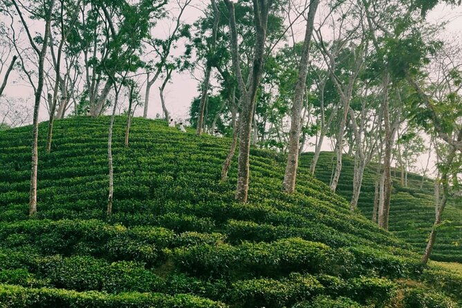 Full Day Sreemangal Tea Garden & National Park Hiking Tour - FAQ