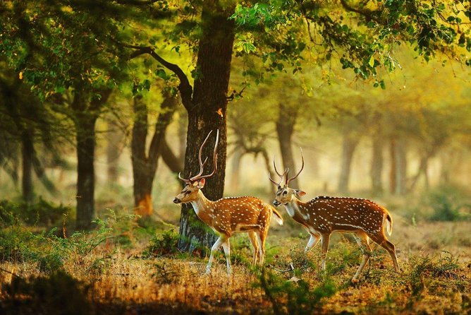 Full Day Wilpaththu National Park Safari (All Inclusive) - FAQ