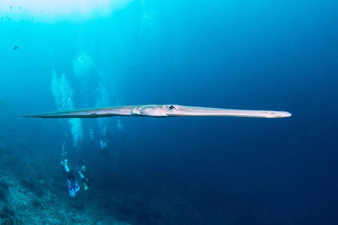 Fun Dive Nusa Penida Bali - For Certified Divers - Who Should Book This Tour?