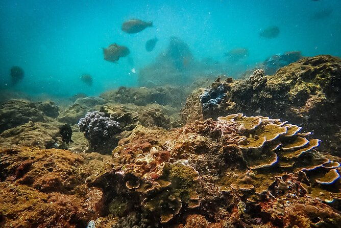Fun Dives For Certified Divers - Who Will Enjoy This Tour?