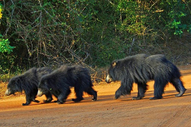 Half Day Safari at Yala National Park with Lunch - Final Thoughts