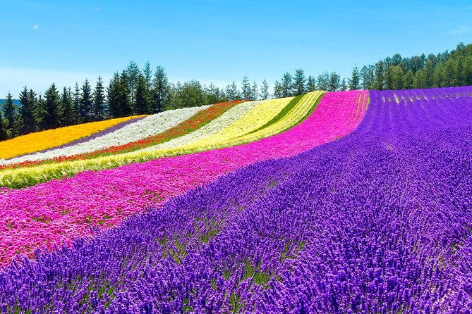 Hokkaido Highlights of Flower Blossom, Asahiyama Zoo& Blue pondAoi-ike! - Who Should Consider This Tour?