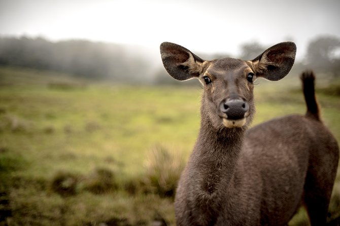 Horton Plains National Park Entrance Ticket with Guide - Practical Tips for Visiting