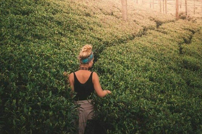 Kandy to Nuwara Eliya Day Tour - FAQs