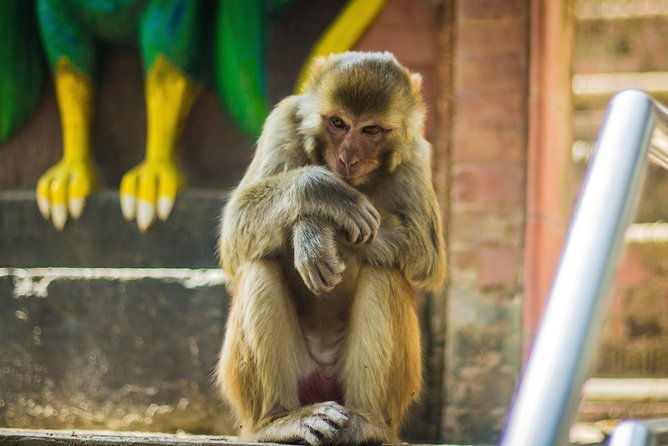 Kathmandu Valley trek with sightseeing - Why Choose This Trek?