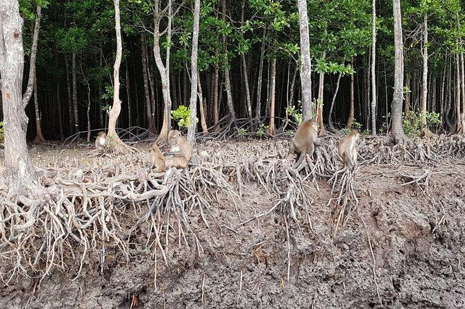 Lanta Old Town and Mangrove Forest Sightseeing Tour - FAQ