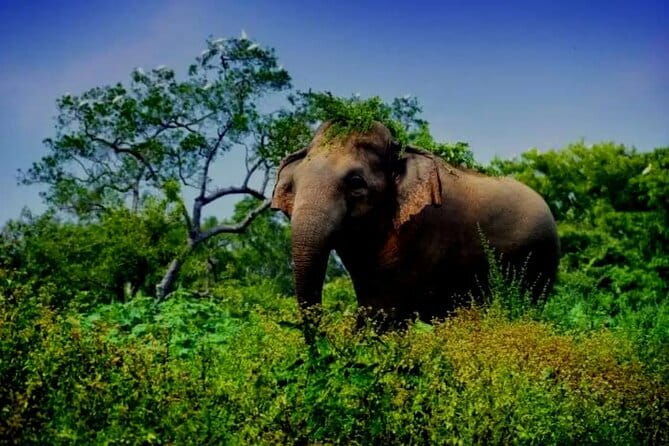 Leopard Half Day Yala National Park Eleven Safari - Authentic Reviews and Insights