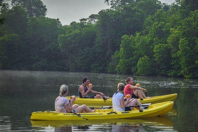 Madu River Sunrise Mangrove Kayaking from Bentota - The Value of This Experience
