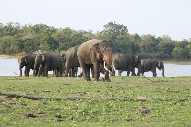 Minneriya National Park halfday Safari - Final Thoughts