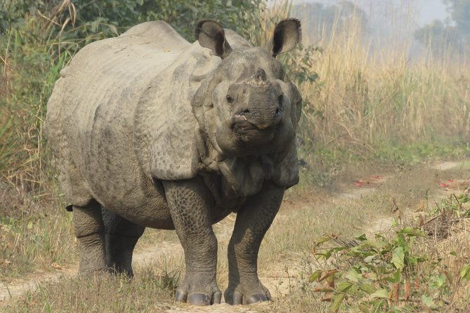 Mission Tiger, 4 days tour inside Chitwan National Park. - Who Is This Tour Best For?