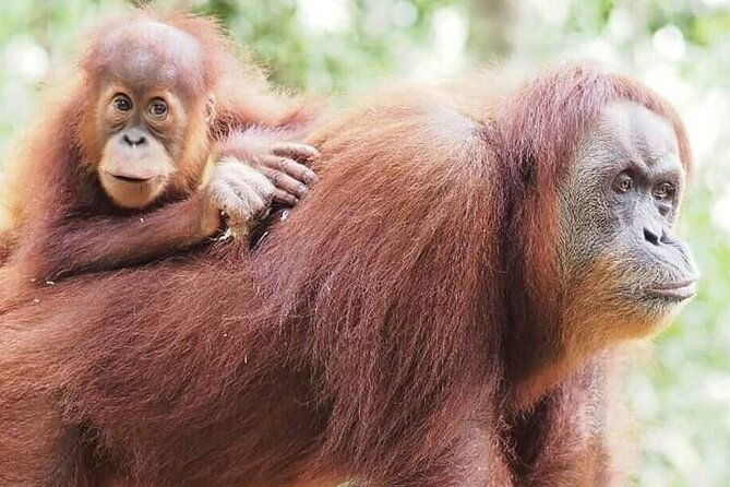 Monkey Business 3 days - 2 nights Jungle trekking (including rafting) - Frequently Asked Questions