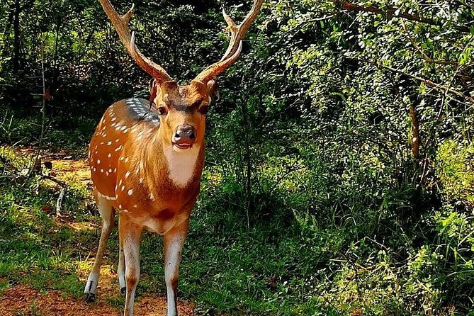 Morning 07 Hour Private Safari at Yala National Park by Yala La Safari Tours - FAQs