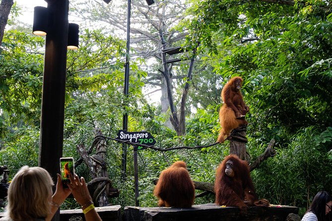 Morning at the Zoo with 1-way Transfer (Free & Easy) - Frequently Asked Questions