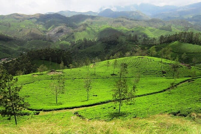 Munnar Tea Plantation Evening walking with Sunset View - Final Thoughts: Who Will Love This Tour?