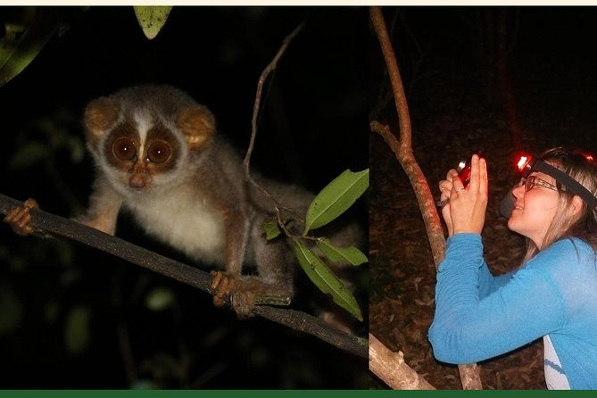 Night Hike to see Elusive & Rare Loris in Sigiriya - Frequently Asked Questions