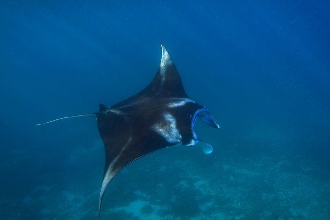 Nusa Penida day trip: boat, 4 snorkeling, Manta rays & Land tour - FAQ