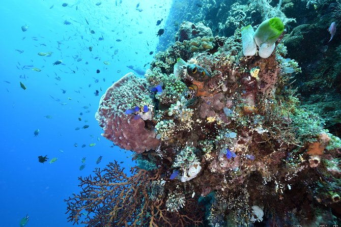 Nusa Penida Day Trip for 3 dives - FAQ