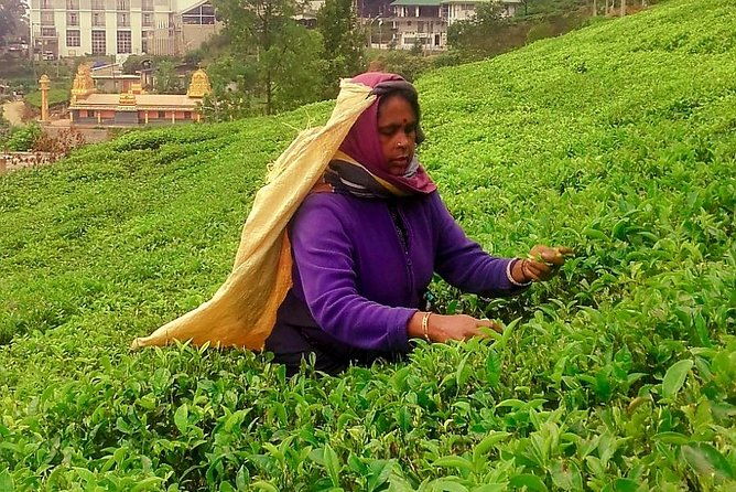 Nuwara Eliya Tea factory and waterfall tour - The Sum Up