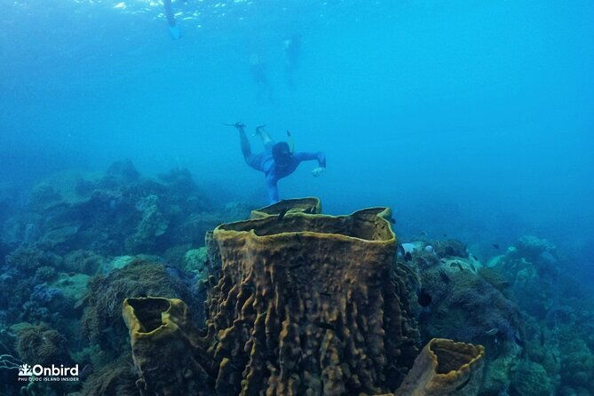 OnBird - PRIVATE ADVENTURE SNORKELING - explore Half-moon reef & Coral Mountain - In-Depth Review: Why This Tour Stands Out