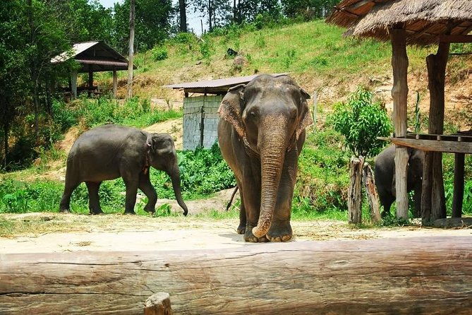 One day Elephants in Nature Experience & Grand Canyon Jumping - The Sum Up